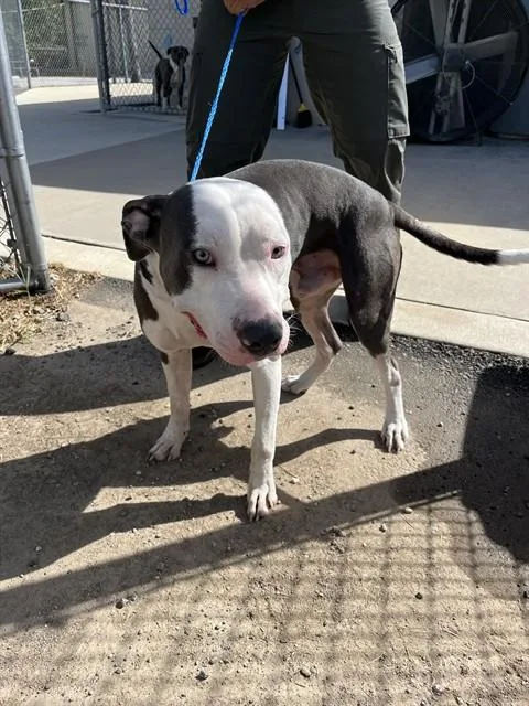 A young large-sized male Pit Bull Terrier dog named Hunter for adoption in Killeen, TX