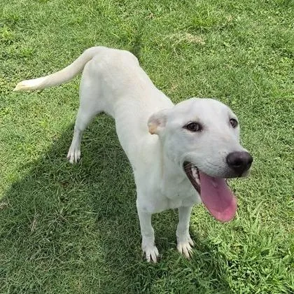 A young medium-sized female White / Cream Labrador Retriever dog named Notebook for adoption in East Hanover, NJ