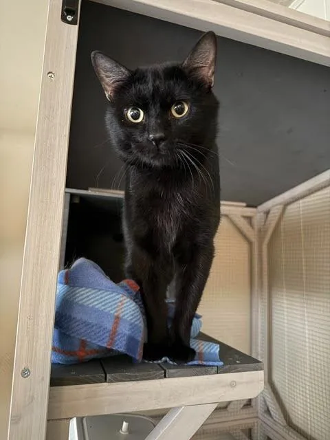 A young medium-sized male Domestic Short Hair cat named Nevel Furrbottom for adoption in Salt Lake City, UT