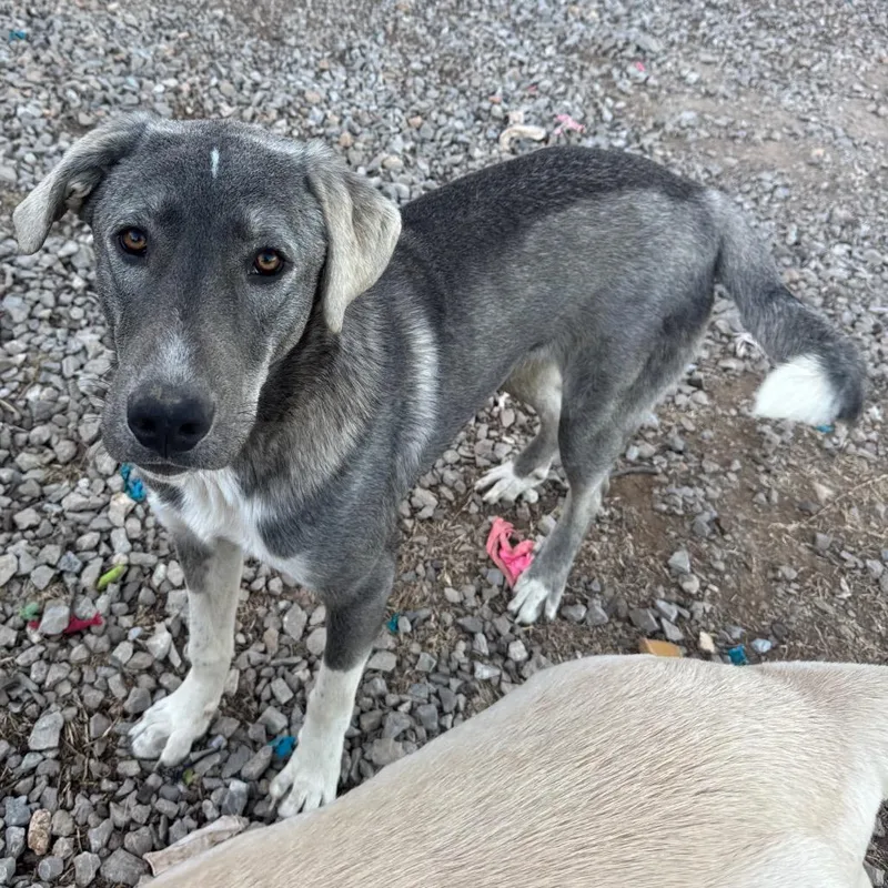 Shep
