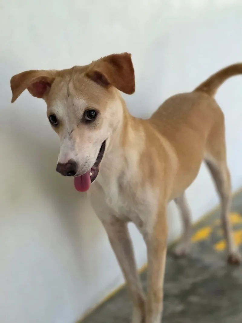 A young medium-sized male Sable Mixed Breed dog named Logan for adoption in washington, CT