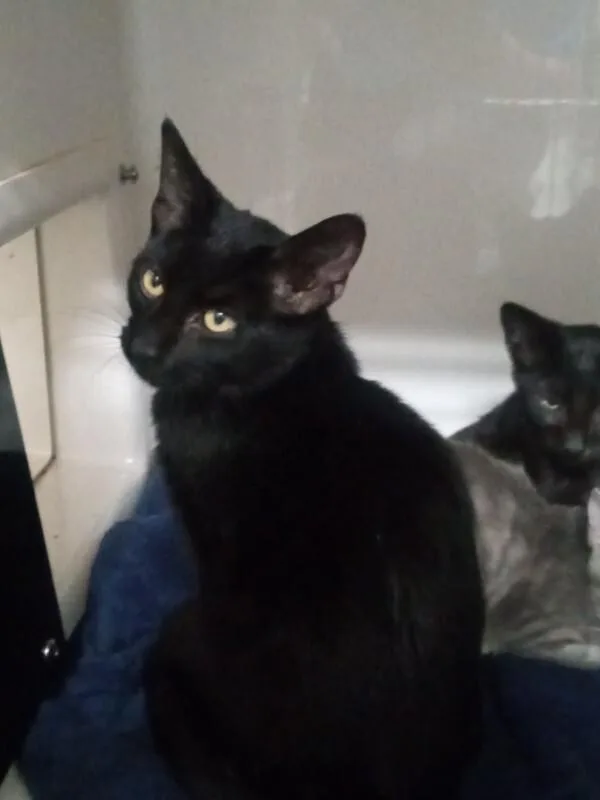 An adult medium-sized male Black Domestic Short Hair cat named Unknown for adoption in Burgaw, NC