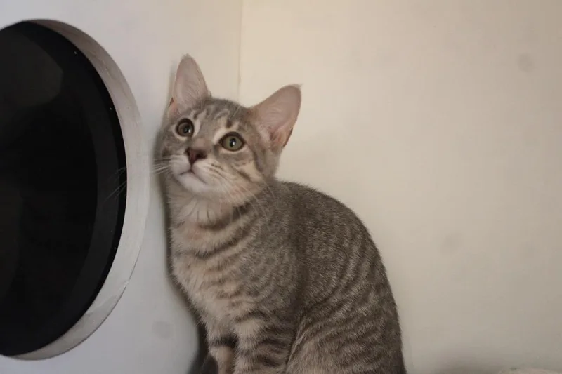 A baby medium-sized male Tabby (Gray / Blue / Silver) Domestic Short Hair cat named Chong for adoption in Chestertown, MD
