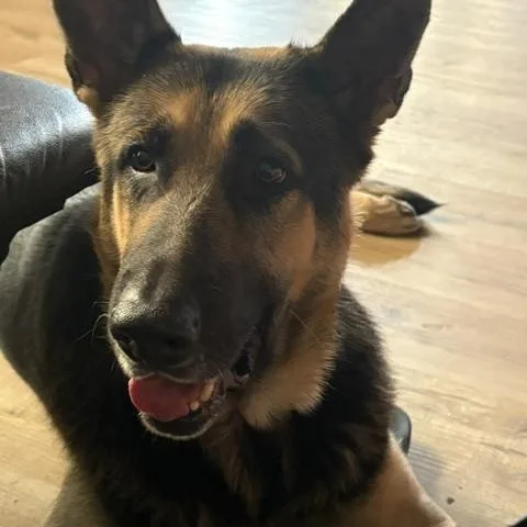 An adult large-sized male Bicolor German Shepherd Dog dog named Chase for adoption in Roswell, GA