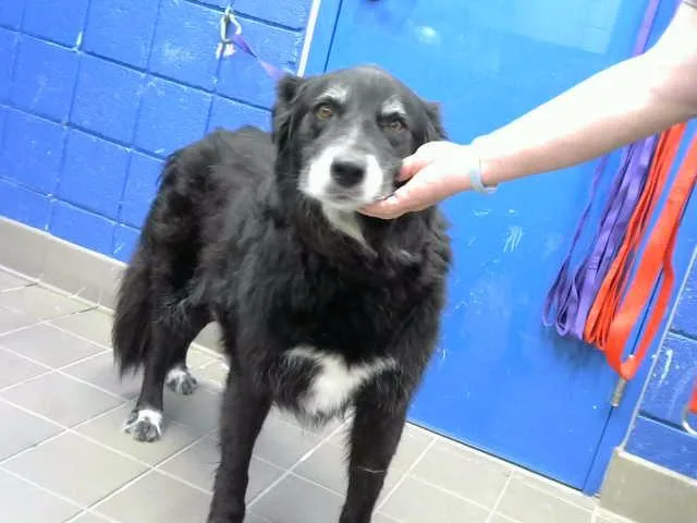 An adult small-sized female Siberian Husky dog named Zoe for adoption in Albuquerque, NM