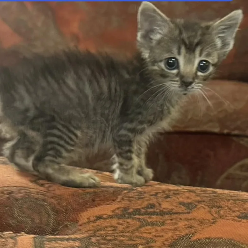 A baby small-sized male Brown / Chocolate Domestic Short Hair cat named The Mouse King for adoption in Richmond, IN