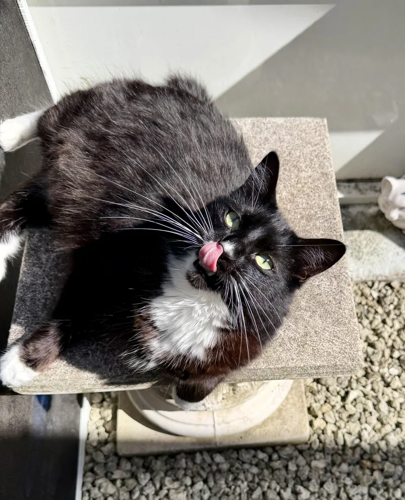 An adult large-sized male Black Domestic Medium Hair cat named Meow Wow for adoption in Homestead, FL
