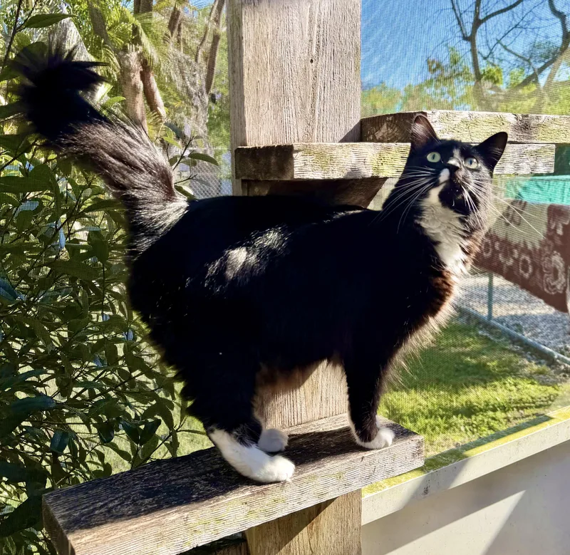 Meow Wow thumbnail 5