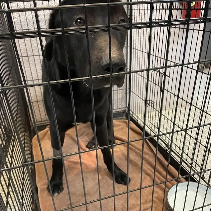 An adult large-sized male Black Shepherd dog named Chevy for adoption in Port Charlotte, FL
