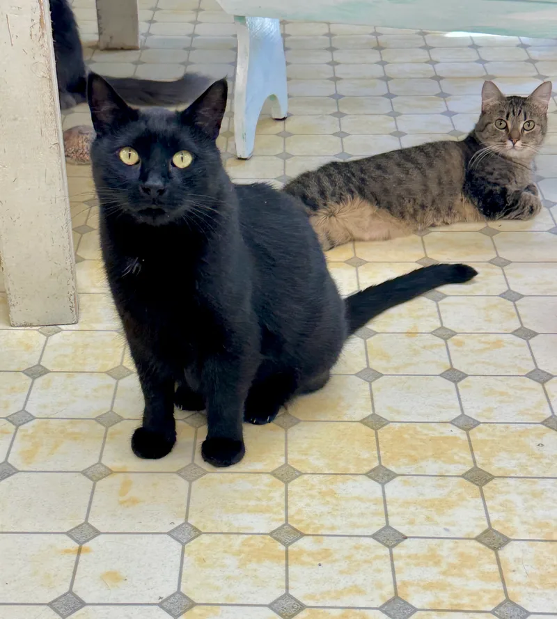 Purreston Shy Panther Purrince thumbnail 2