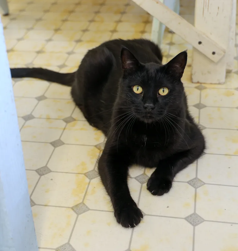 Purreston Shy Panther Purrince thumbnail 3