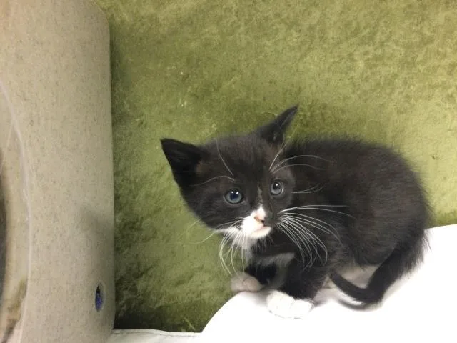 A baby small-sized male Domestic Short Hair cat named Moon for adoption in Riverside, CA