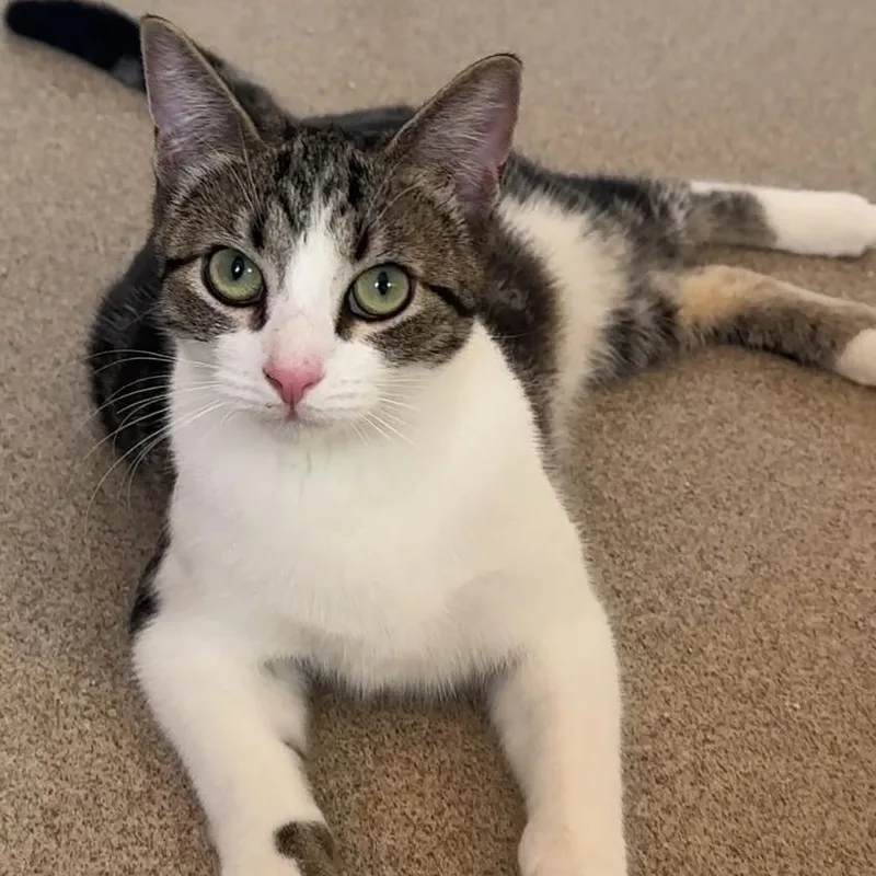 Indie With Sizzle thumbnail 2