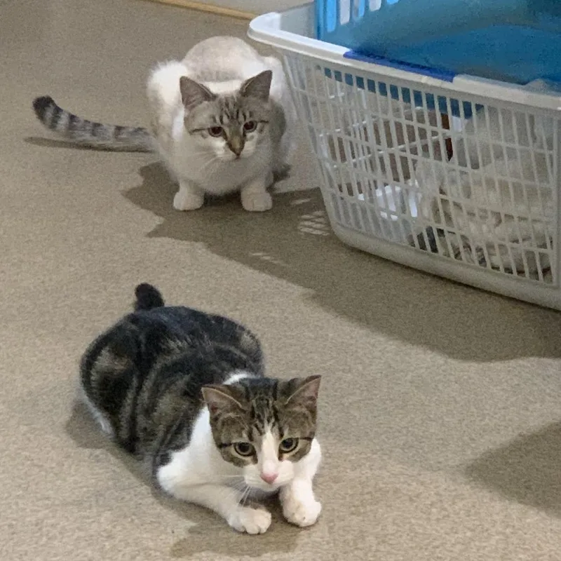 Indie With Sizzle thumbnail 3