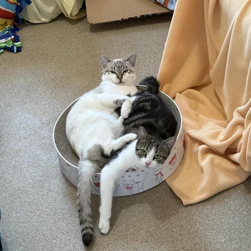 Indie With Sizzle thumbnail 4