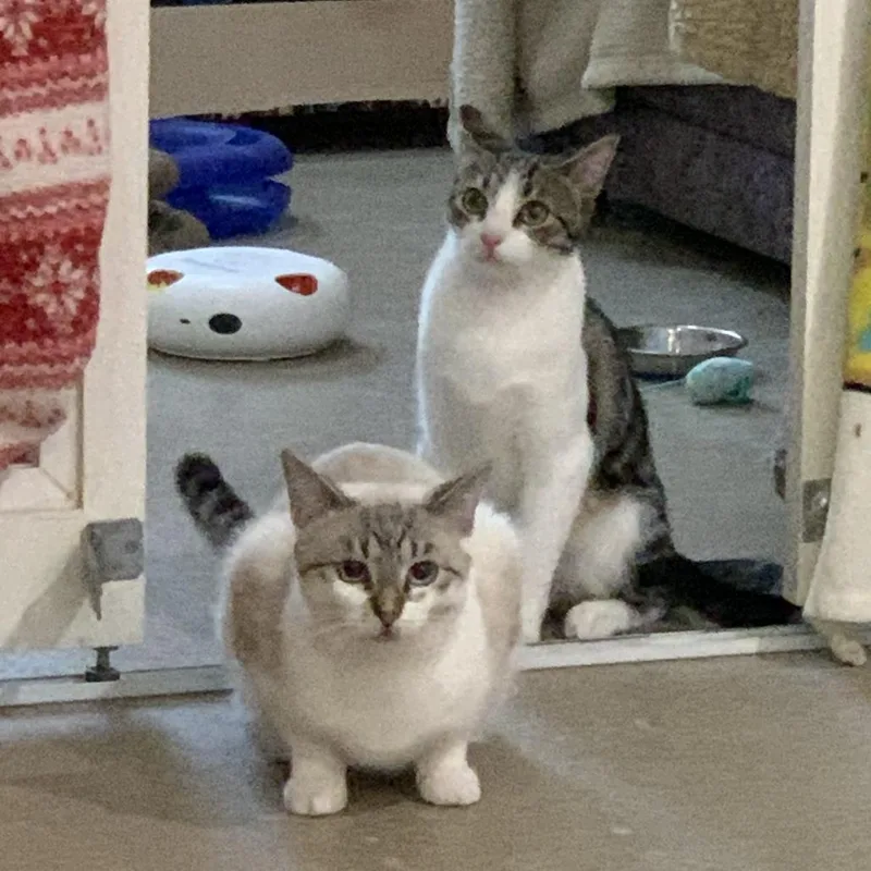 Indie With Sizzle thumbnail 6