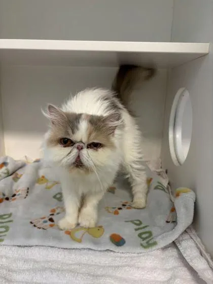 An adult small-sized female Persian cat named Amber for adoption in Manteo, NC