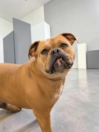 A young large-sized male Golden American Bulldog dog named Kiwi for adoption in Inverness, FL