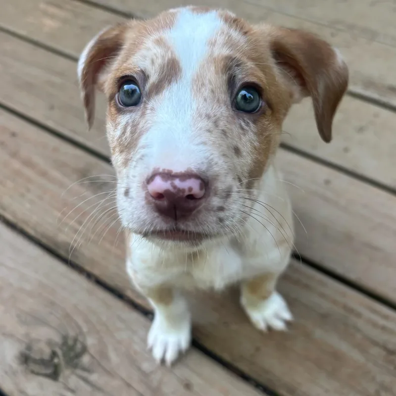 A baby medium-sized male Catahoula Leopard Dog dog named Sparky for adoption in Charlotte, NC