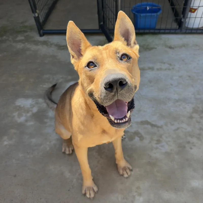 An adult large-sized male Red / Chestnut / Orange Husky dog named Ronaldo for adoption in Parrish, AL