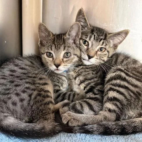 A baby small-sized male Brown / Chocolate Domestic Short Hair cat named Simon for adoption in Marshall, VA