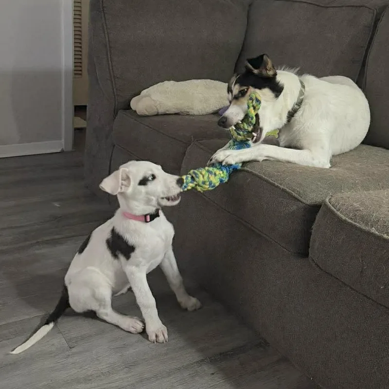 Seraphina thumbnail 2