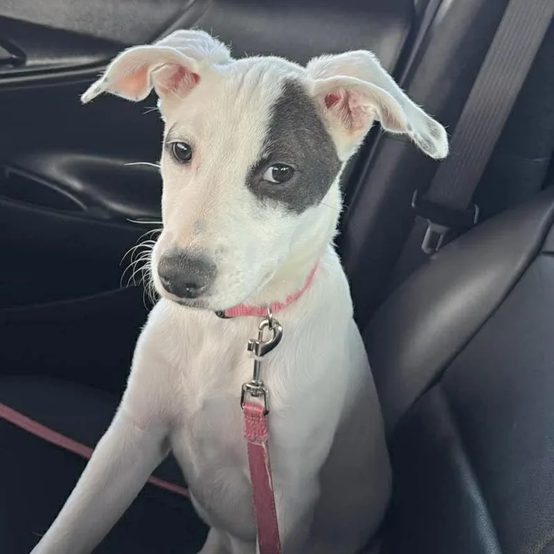 Seraphina thumbnail 3