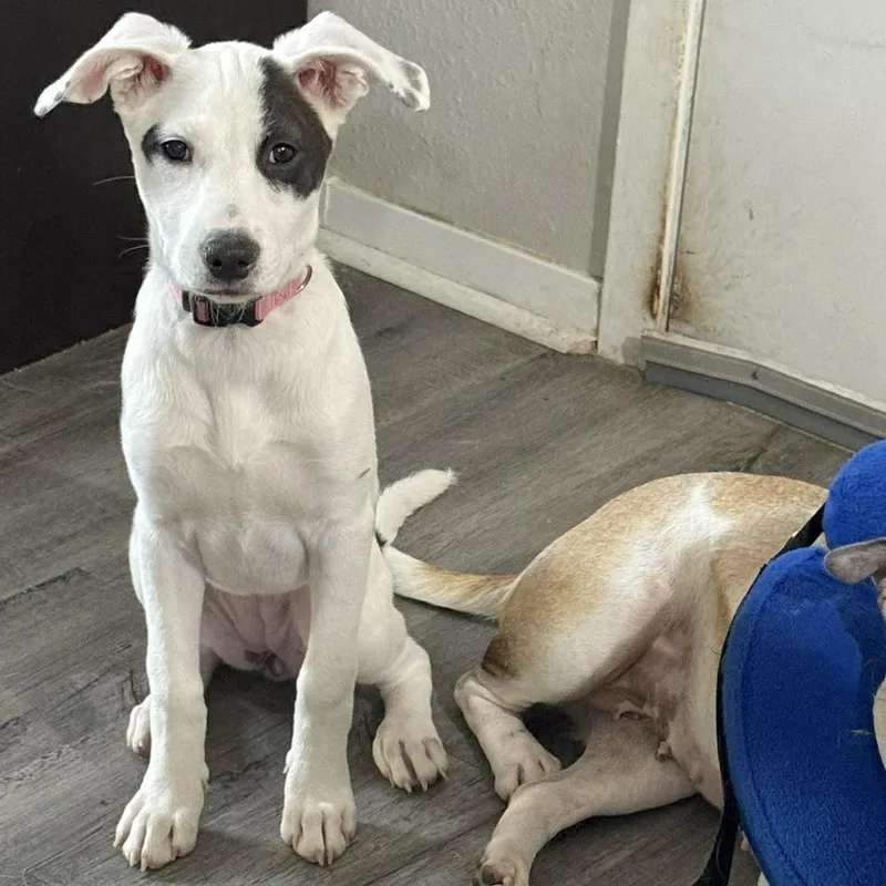 Seraphina thumbnail 4