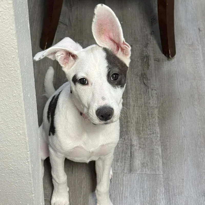 A baby medium-sized female White / Cream Terrier dog named Seraphina for adoption in Corpus Christi, TX