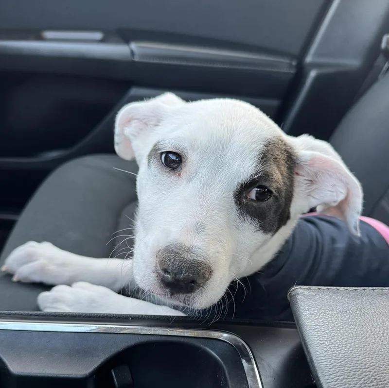 Seraphina thumbnail 5