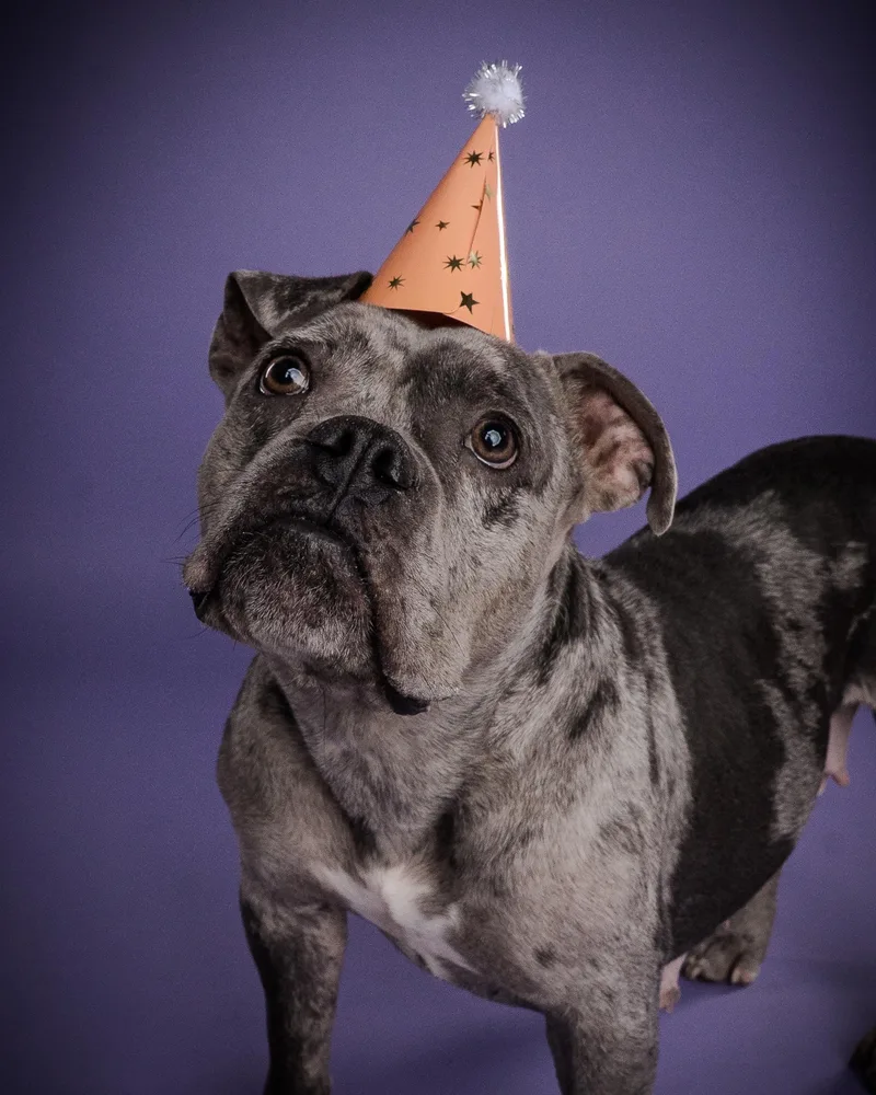 An adult medium-sized female Merle (Blue) Bulldog dog named Juniper for adoption in Appleton, WI