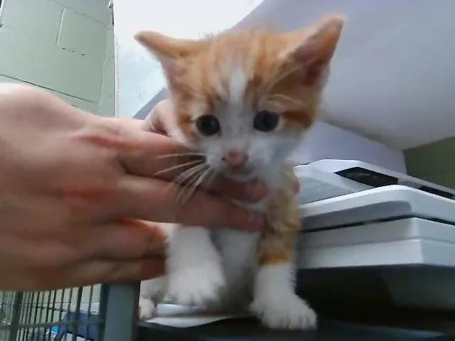 A baby small-sized male Domestic Short Hair cat named Mango for adoption in Tulsa, OK