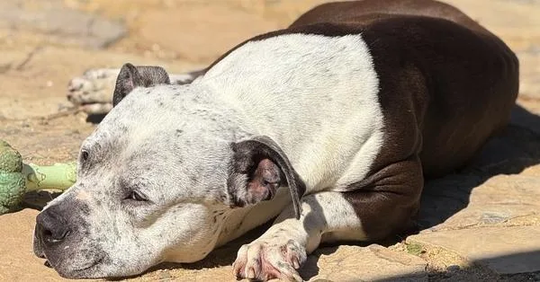 An adult medium-sized male Tricolor (Brown, Black, & White) Pit Bull Terrier dog named Howard for adoption in Tigard, OR