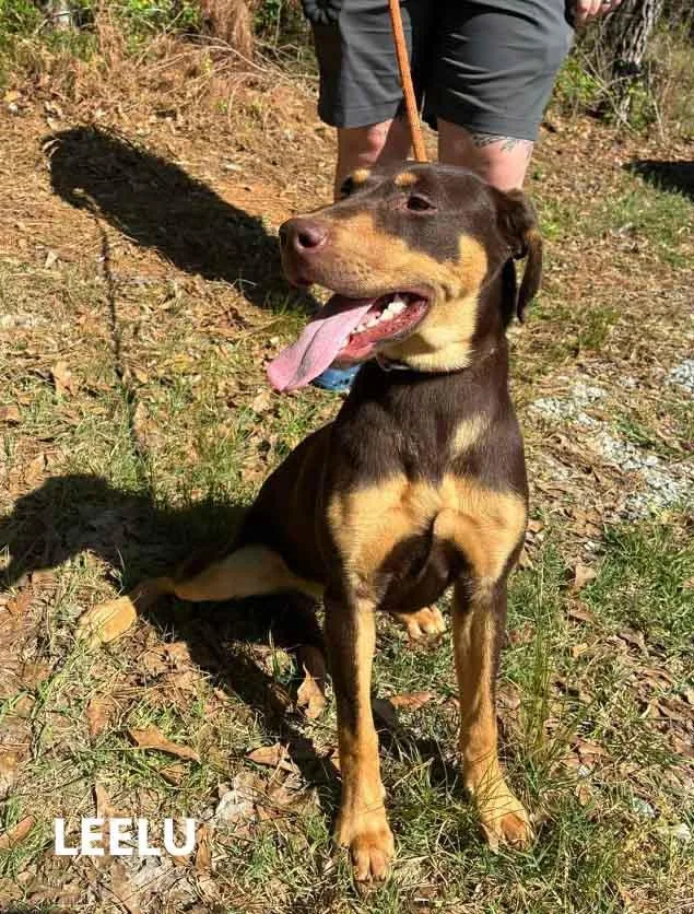 A young medium-sized female Brown / Chocolate Labrador Retriever dog named Leelu for adoption in Washington, GA
