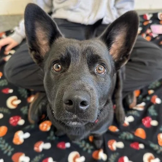 A young small-sized male Black Cardigan Welsh Corgi dog named Little Bear for adoption in Melbourne, KY