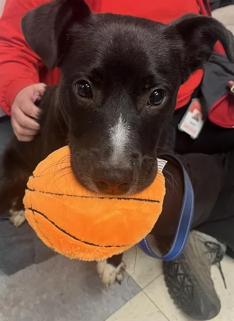 A young medium-sized male Labrador Retriever dog named Lucky for adoption in Brewster, MA