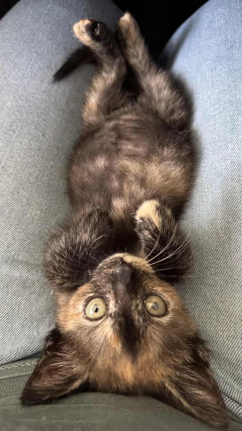 Darla