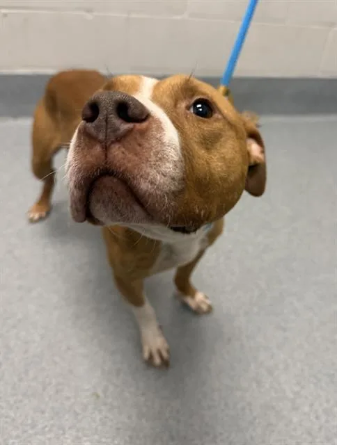 An adult medium-sized male Pit Bull Terrier dog named Syx for adoption in Indianapolis, IN