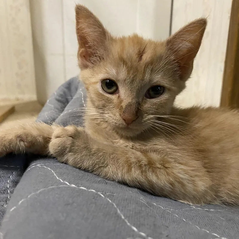 A baby small-sized male Orange / Red Domestic Short Hair cat named Dorito for adoption in Rocky Mount, VA