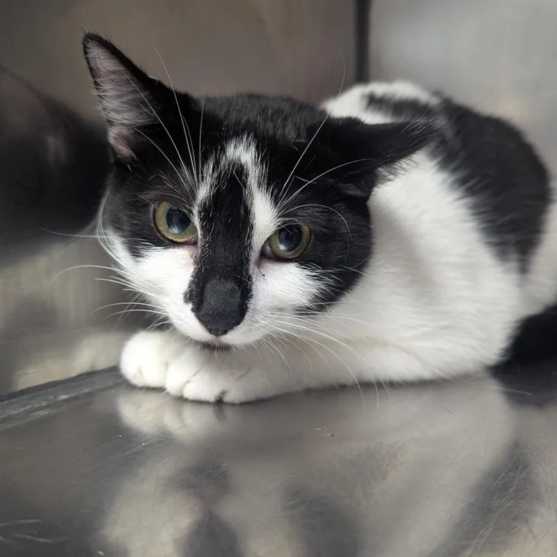 An adult medium-sized female Domestic Short Hair cat named Zelda for adoption in Birmingham, AL