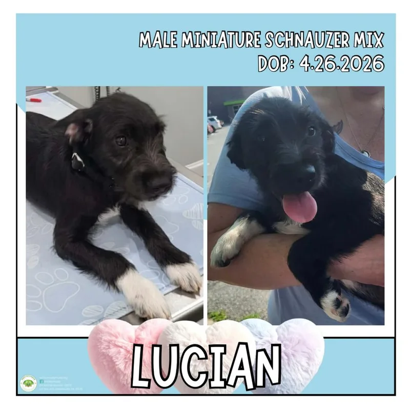 Lucian thumbnail 6