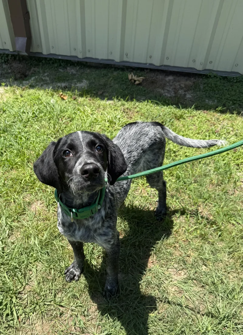 Dewey Best Boy Needs
