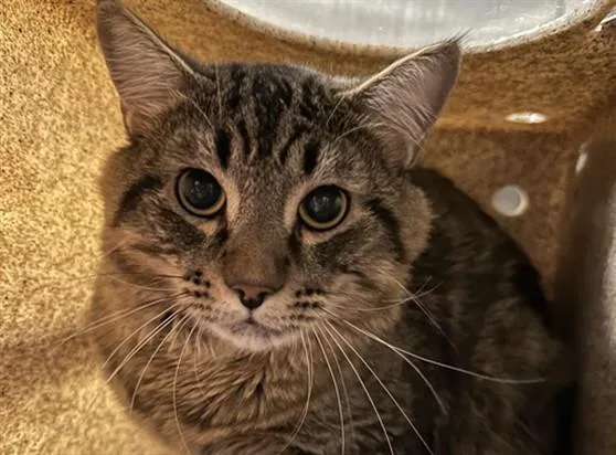 A young medium-sized male Domestic Medium Hair cat named Kermit for adoption in Anchorage, AK