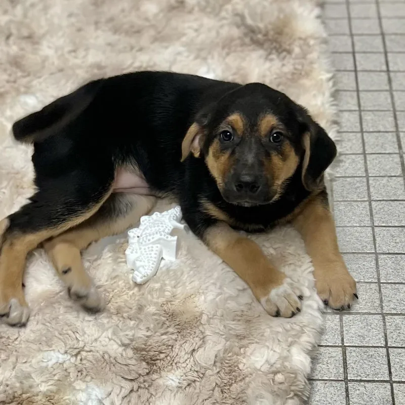 A baby medium-sized female Black Mixed Breed dog named Honey for adoption in Wantagh, NY