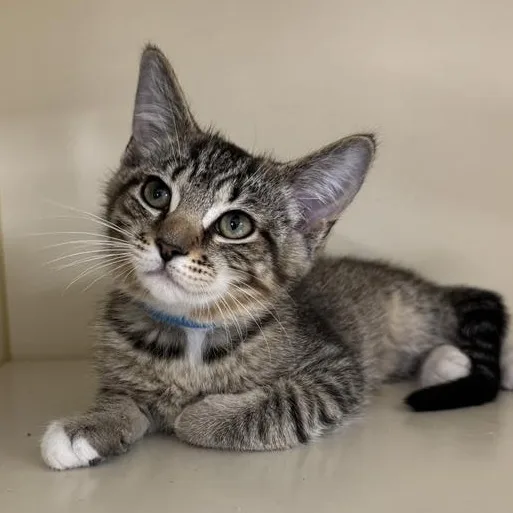 A young medium-sized male Tabby (Brown / Chocolate) Domestic Short Hair cat named Samson for adoption in Manistee, MI