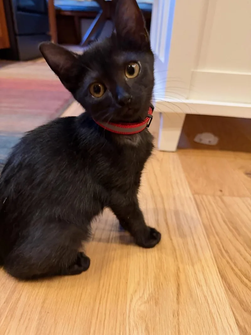 A baby small-sized female Domestic Short Hair cat named Blinky for adoption in Melrose, MA