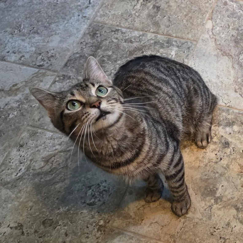A young medium-sized female Domestic Short Hair cat named Cherry for adoption in Cumming, GA
