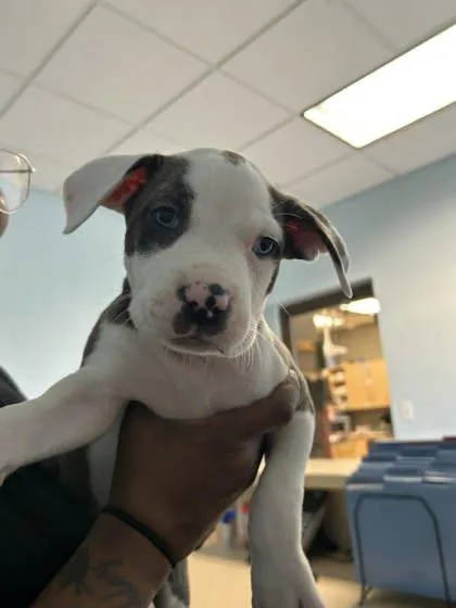 A baby small-sized male Mixed Breed dog named Metallica for adoption in Munster, IN
