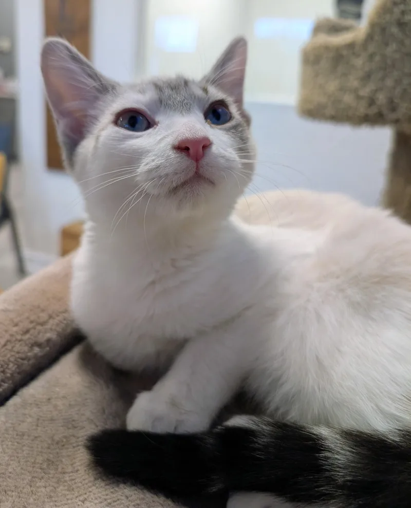 A baby medium-sized male White Domestic Short Hair cat named Lychee for adoption in Palm Harbor, FL