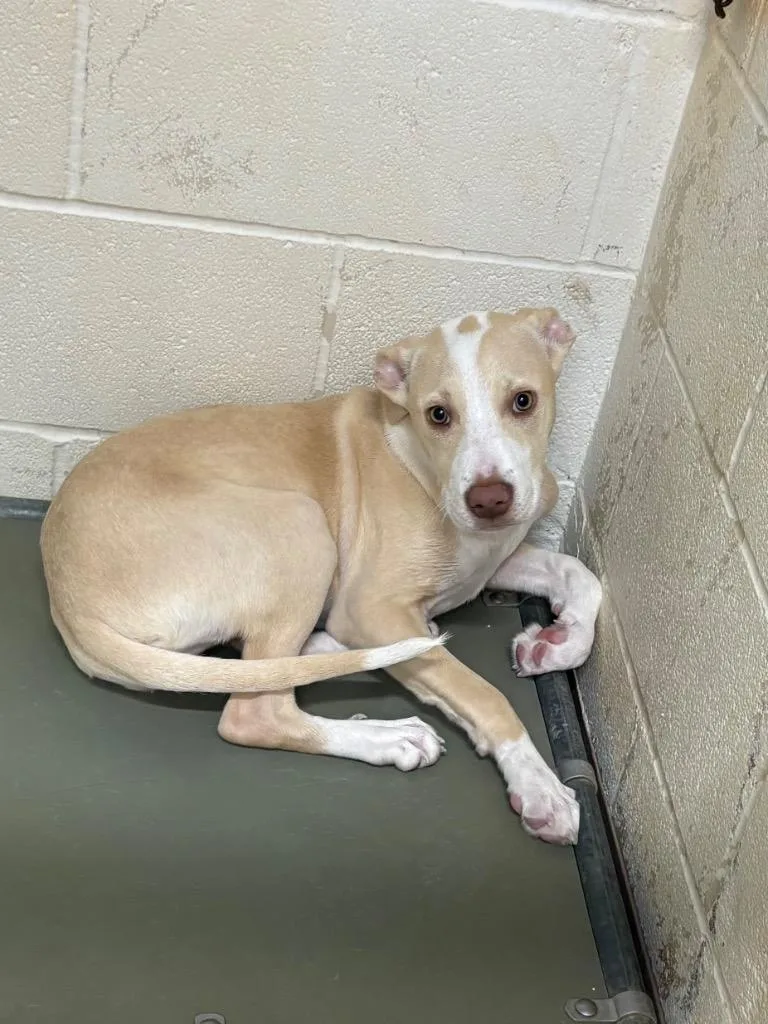 A baby medium-sized female Pit Bull Terrier dog named Poppyseed SANDIE for adoption in Nacogdoches, TX
